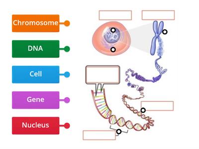 DNA, Chromosome, Gene Diagram