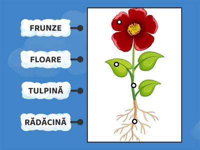 FLOARE ROȘIE (alcătuirea unei plante)