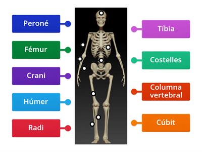 Els ossos del cos humà 