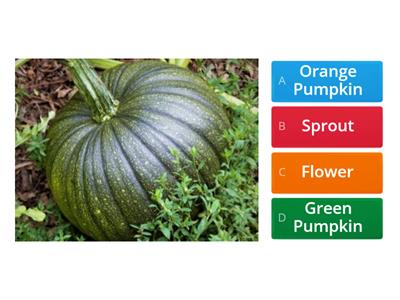 Pumpkin - Quiz