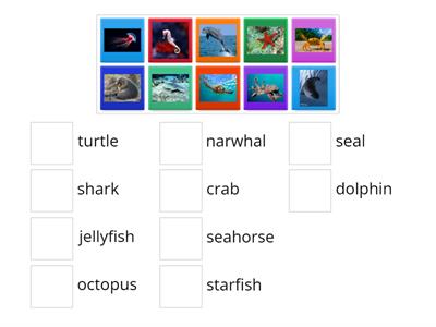 Ocean Animals