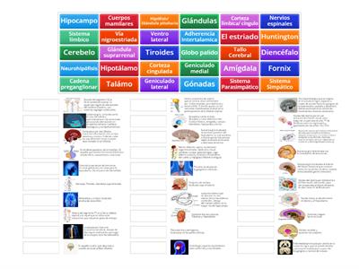 Repaso examen anatomia: