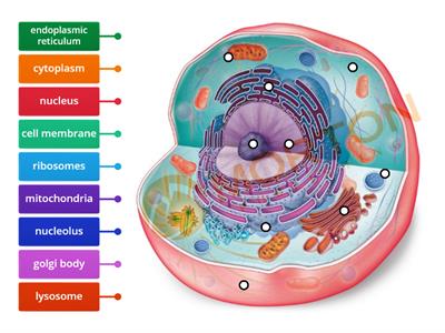 Animal cell structure