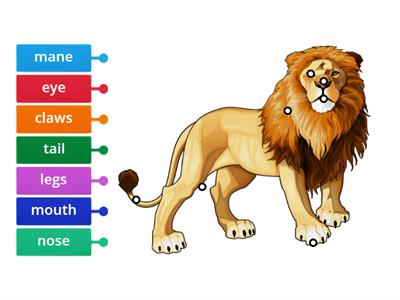 Label the Lion´s body parts