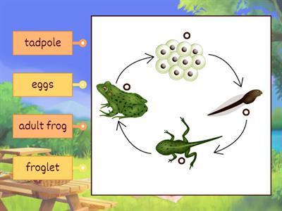 Frog Life Cycle (Grade 2 Science)