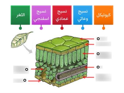 تركيب الورقة النباتية