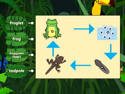 Frog life cycle 