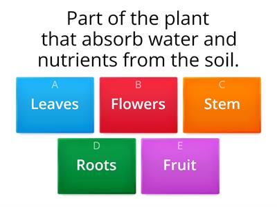 Science Year 1 Unit 6: Plants / Importance of Parts of Plants 