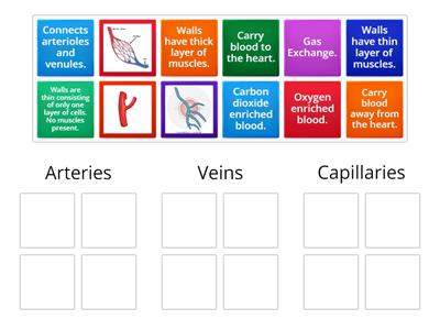 Blood Vessels Matching game