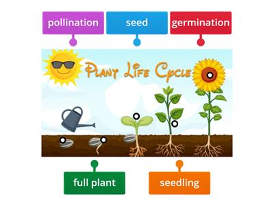 Plant life cycle