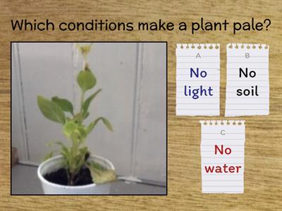Consequences of Plant Conditions