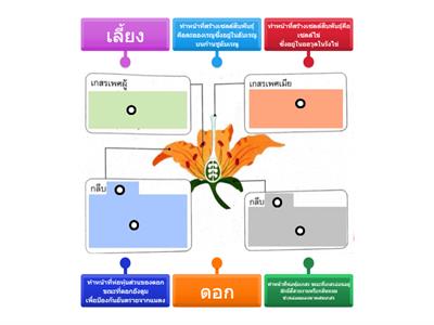 วิทย์ ป4 พืช ตอนที่5