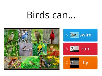 All about birds!