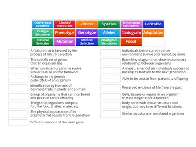 Evolution Vocabulary