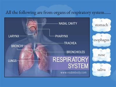 Respiratory system  ‌‌‌‌‌‌  ‌‌‌‌‌ 