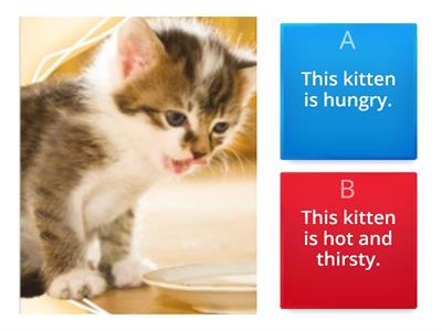 U4L4 My new kitten Quiz