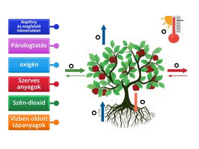 A növények életfeltételei 