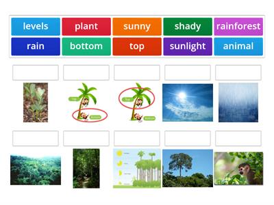 Rainforest vocabulary