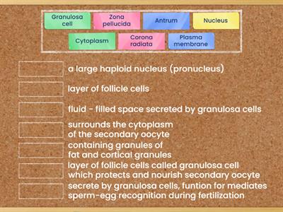 Structure of secondary oocyte