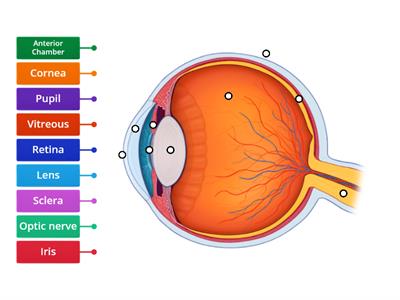 TopY5b Label the human eye