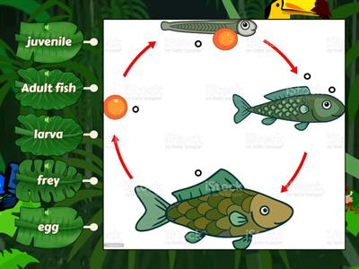 Life Cycle of Fish