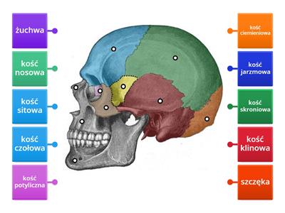  Kości czaszki 1