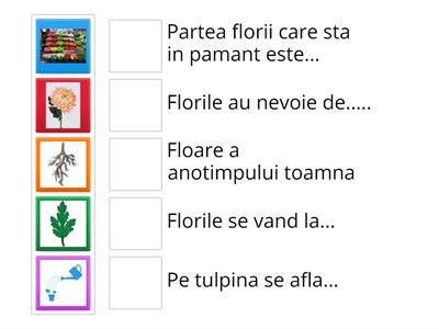 Potriveste! (Flori de toamna) 