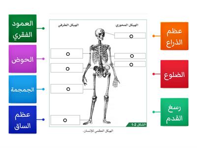 أجزاء الهيكل العظمي للإنسان
