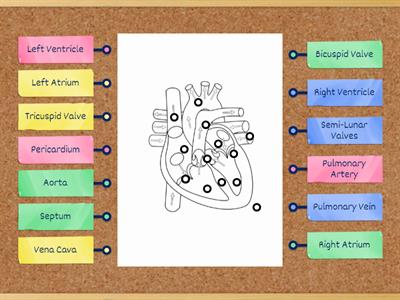 Heart Diagram