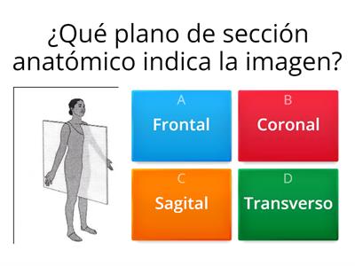 Planos de sección Anatomía