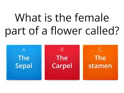  Parts of a flower quiz Year 3