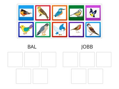 Jobb-bal differenciálása - Jobbra vagy balra néz a madár?