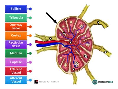 Lymph node diagram - Teaching resources