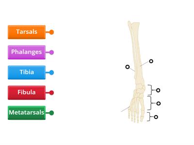 Bones of the foot 