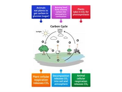  Carbon Cycle Diagram 