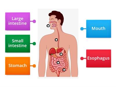 Digestive system