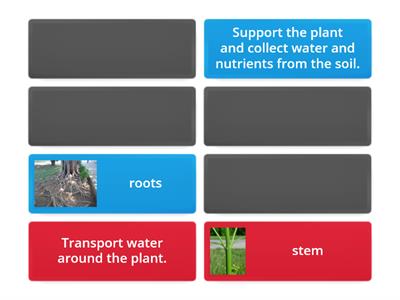 Parts of the plants (functions)