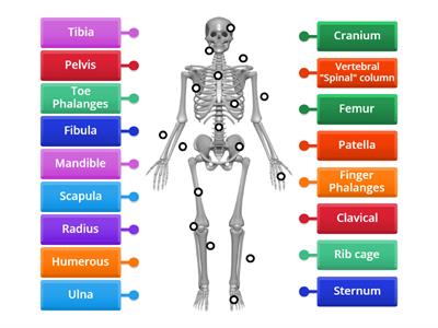 Skeletal system aka  "Mr. Bones"