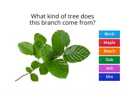 Rodbaston Tree Quiz