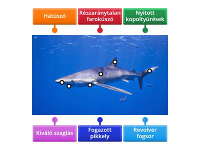 3. számú Kék cápa testfelépítése