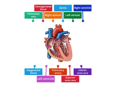 The Human Heart