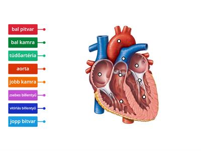 Szív részei