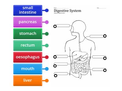 Human Digestive System Labelling