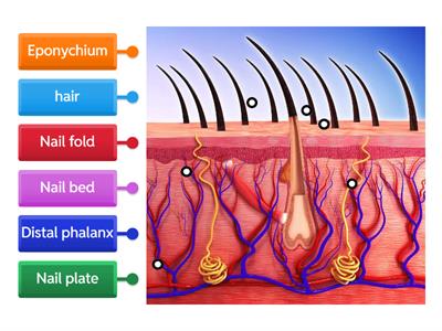 Nail Anatomy