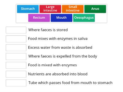 Digestive System: Function of organs