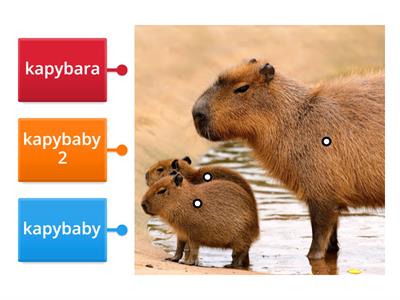 kapybary test
