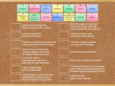 R018 Key Terms - Reproductive Systems