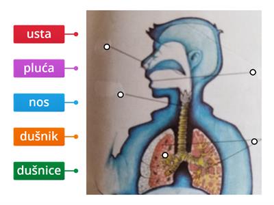 Čovjek - sustav organa za disanje