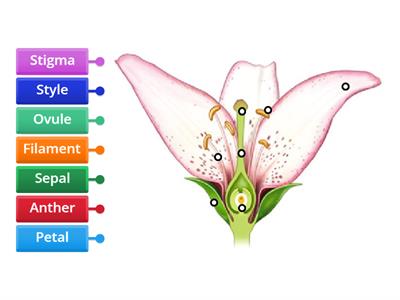 Flowering Plant Reproduction