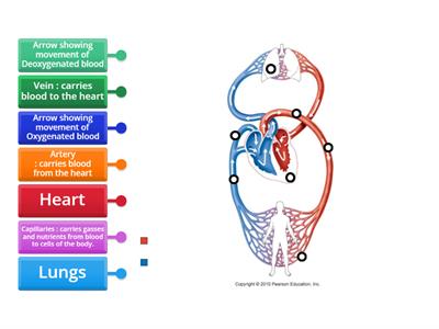 Heart circulatory system